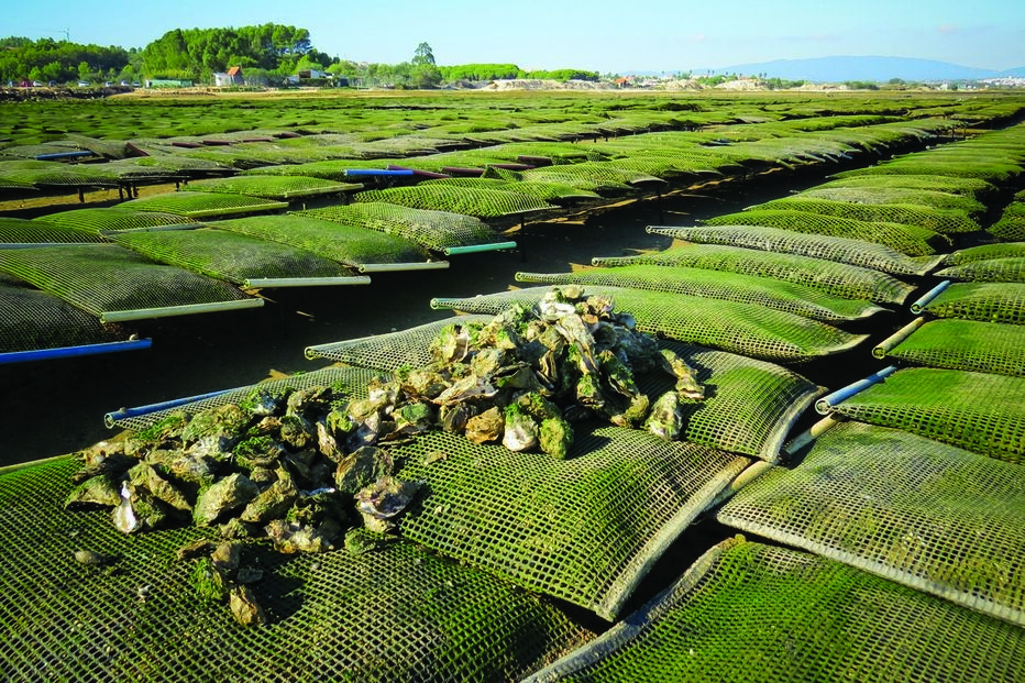 ostras, prejuízos, Algarve, ria de Alvor, Sagres, Jean-Jacques Guignard, AquaSacrum