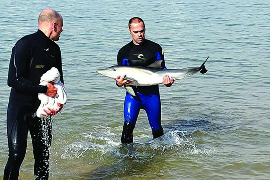 resgate, golfinho, cria, Ferragudo, Molhe, Lagoa, surfistas