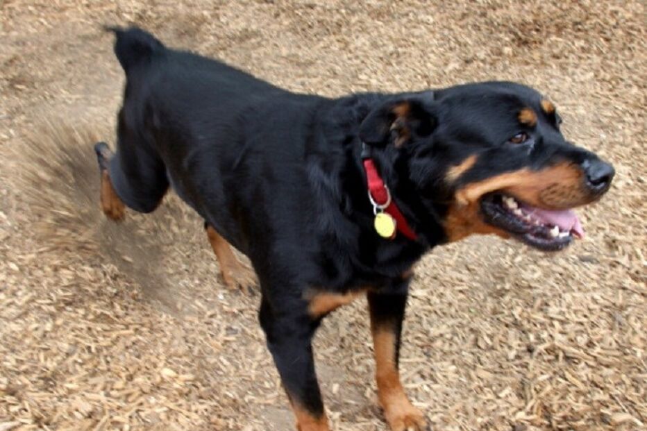 rottweiler 