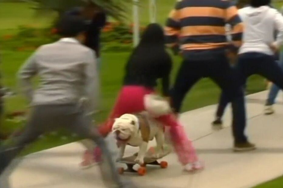 14-11-2015_23_15_06 ml cão 2.jpg