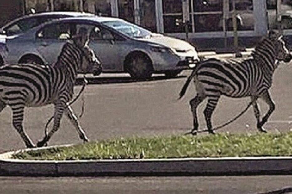 16-11-2015_20_24_58 ml zebras.jpg