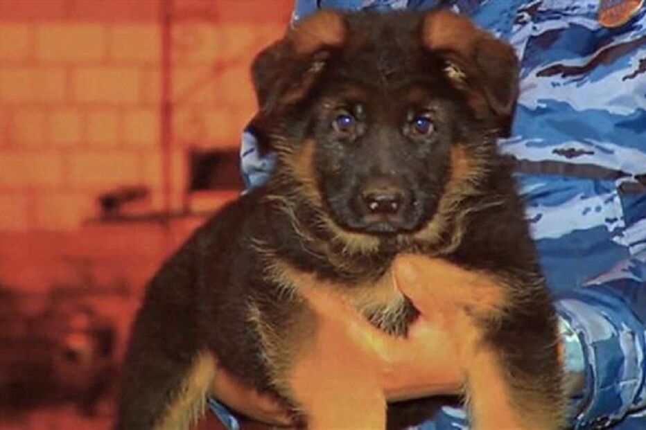 Rússia, França, cadela-polícia, atentados, terrorismo, Saint-Denis