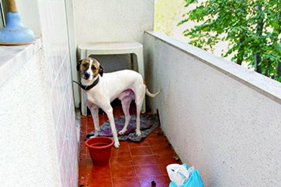 cão, queixa, cheiro, cão, Marinha Grande, dejetos, animal, urina, Andreia Oliveira