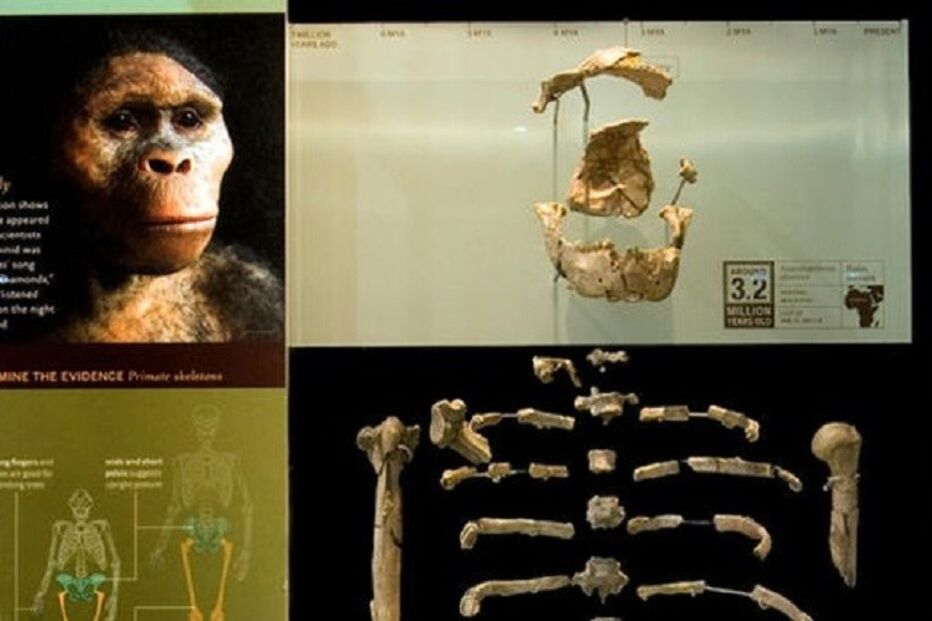 Google, homenagem fóssil, Lucy, esqueleto, ossadas, motor de busca, doodle, australopithecus afarensis, hominídeo, antropólogo, Donald Johnson, Tom Gray, escavações, Etiópia, deserto
