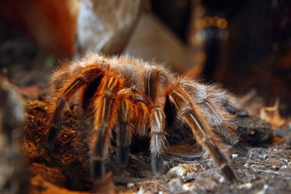 May Street, Chelsea, Tennessee, Memphis, aranhas, teias