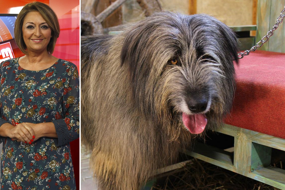 Maya, cão, A Quinta, preso, choque, revolta, maus tratos, programa, TVI, TV, reality show, Teresa Guilherme, animal
