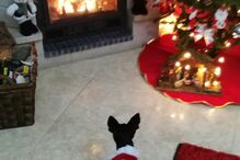 fotos, natal, leitores, correio da manhã, fotografias, cm, espírito natalício, fotogaleria