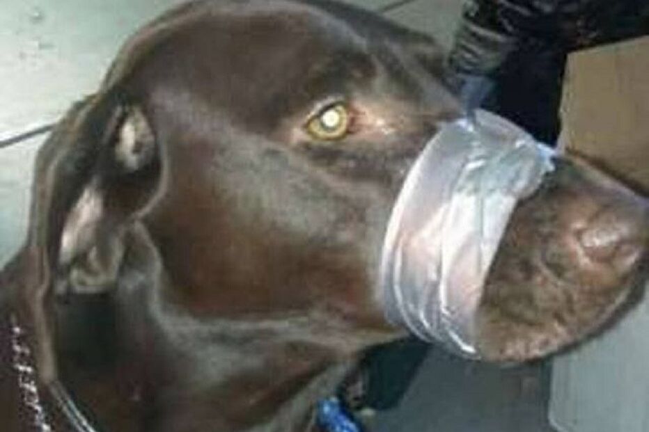 Cães, animais, fita adesiva, Katherine Lemansky, norte-americanos, EUA, Estados Unidos, South Dayotona, Flórida