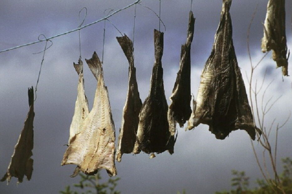 Bacalhau, Noruega, Conselho Norueguês das Pescas, Portugal, economia, negócios e finanças, agricultura e pescas, pescas