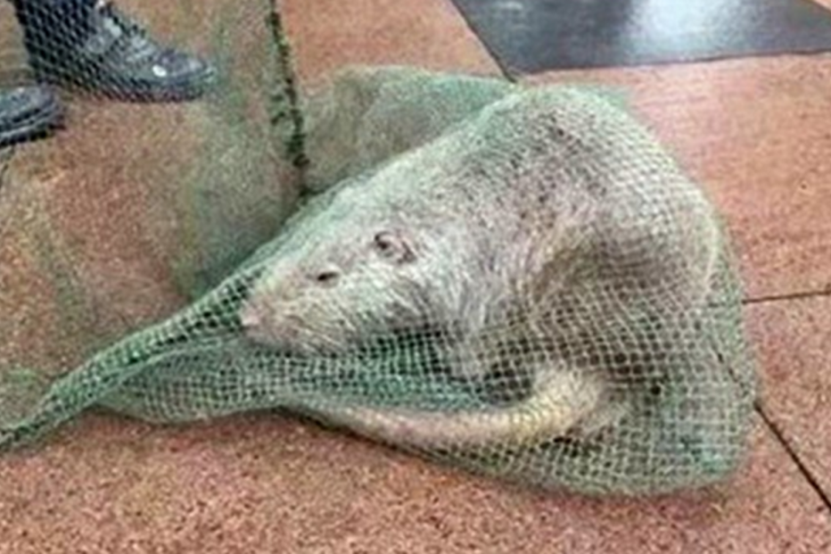 03-12-2015_22_06_59 ml rato.jpg