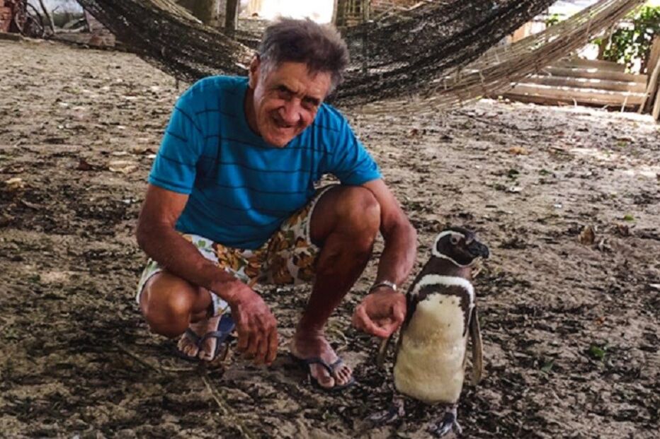Pinguim, animais, ave, salvamento, João de Souza, óleo, brasileiros, Brasil, pinguim-de-magalhães, reformados, Provetá, Ilha Grande, Rio de Janeiro, Jinjing