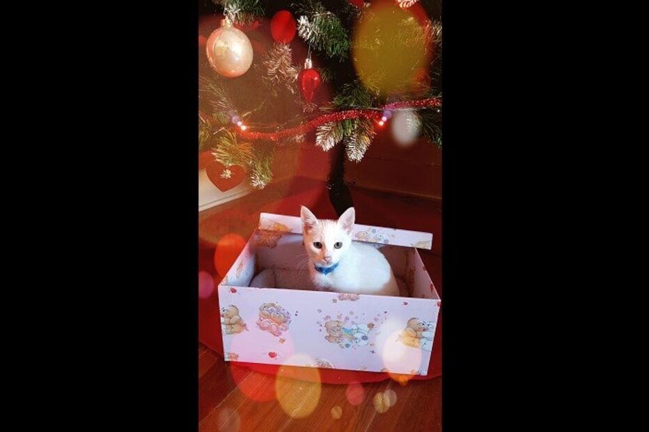 fotos, natal, leitores, correio da manhã, fotografias, cm, espírito natalício, fotogaleria