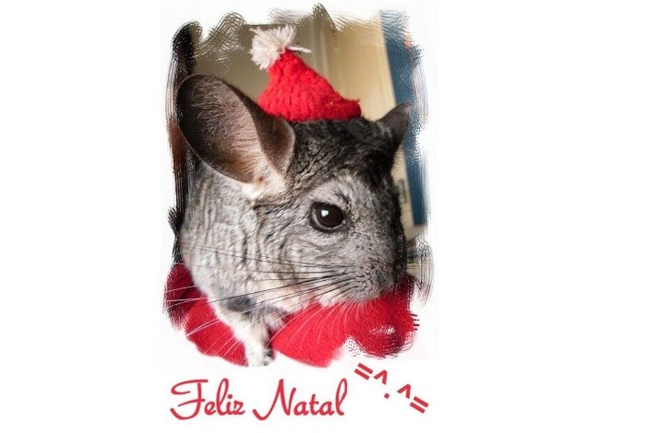 fotos, natal, leitores, correio da manhã, fotografias, cm, espírito natalício, fotogaleria