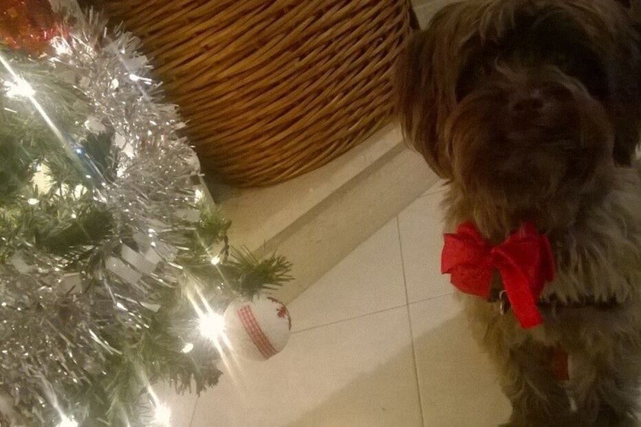 fotos, natal, leitores, correio da manhã, fotografias, cm, espírito natalício, fotogaleria