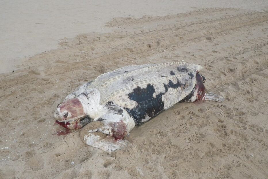 10-12-2015_02_19_32 11120855.JPG