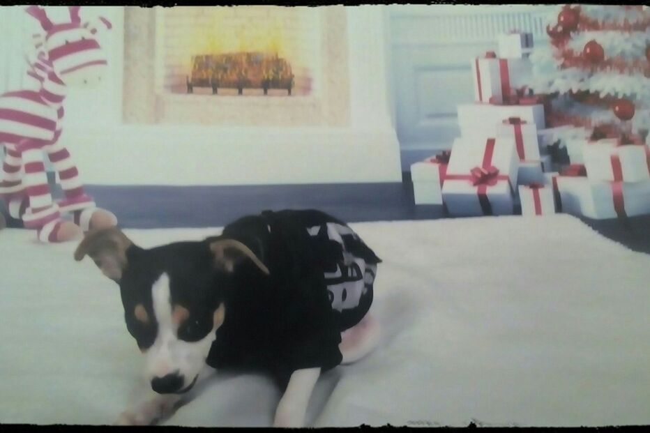 fotos, natal, leitores, correio da manhã, fotografias, cm, espírito natalício, fotogaleria