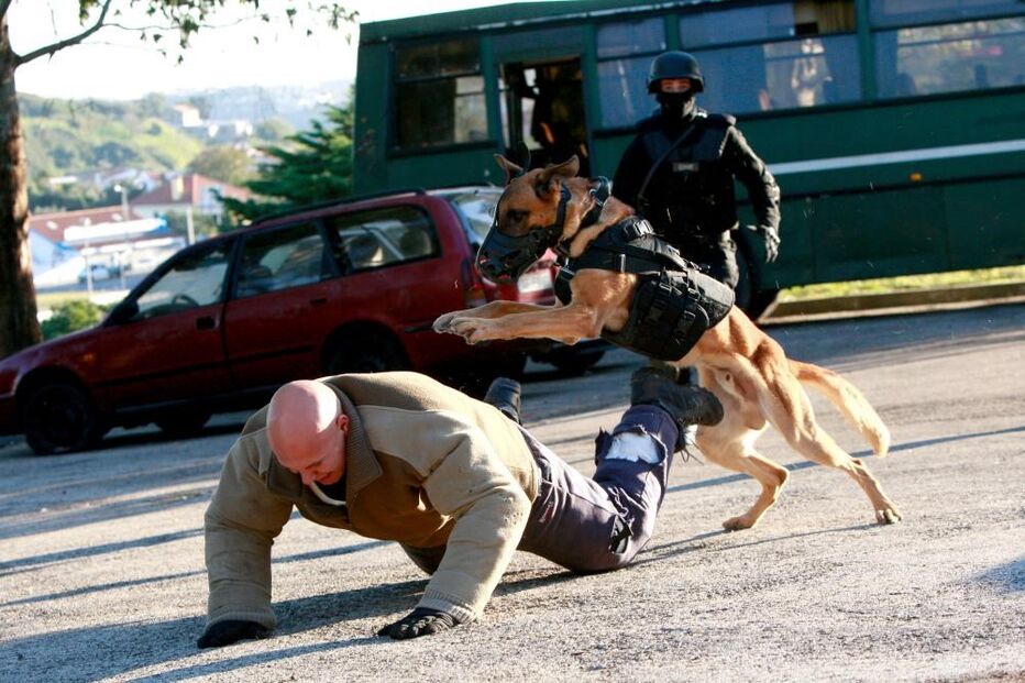 cães, GNR, pastores-belgas