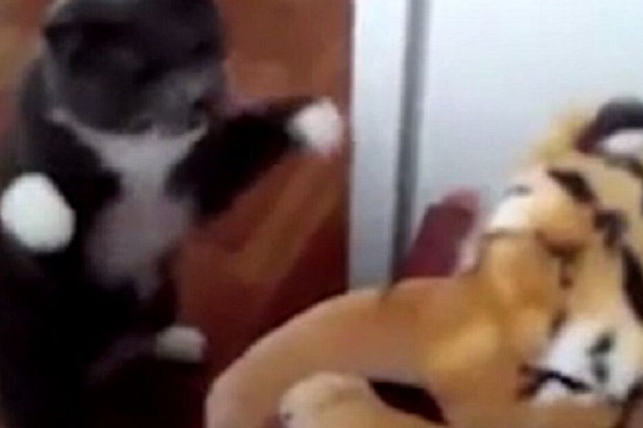 13-12-2015_21_55_13 2F52DDD000000578-3357815-image-a-32_1449968009268.jpg