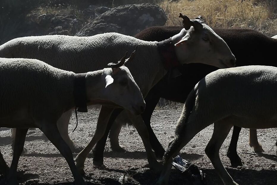pastores, rixa, rebanho, Aldeia da Ribeira, Sabugal, Polícia Judiciária da Guarda 