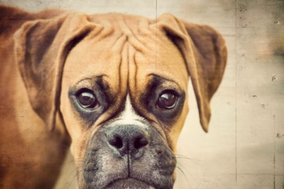 Leça da Palmeira, PSP, polícia, cão, boxer