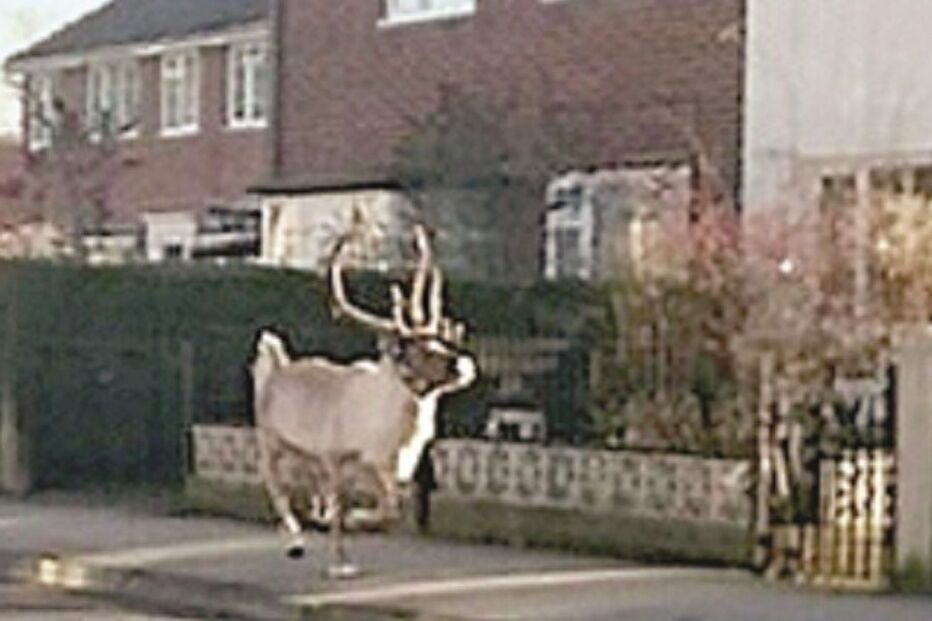 rena, animal, insólito, caos