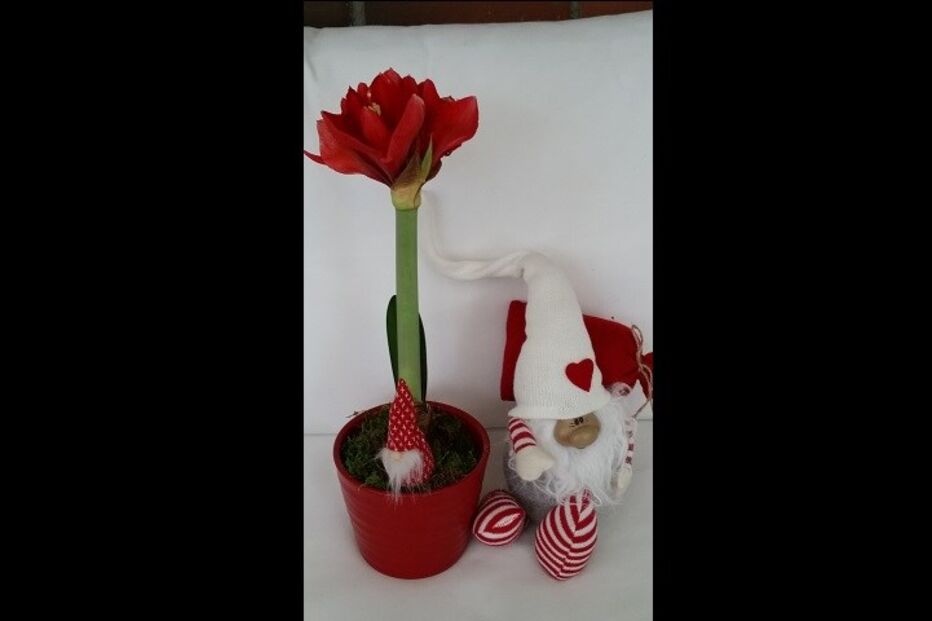 fotos, natal, leitores, correio da manhã, fotografias, cm, espírito natalício, fotogaleria