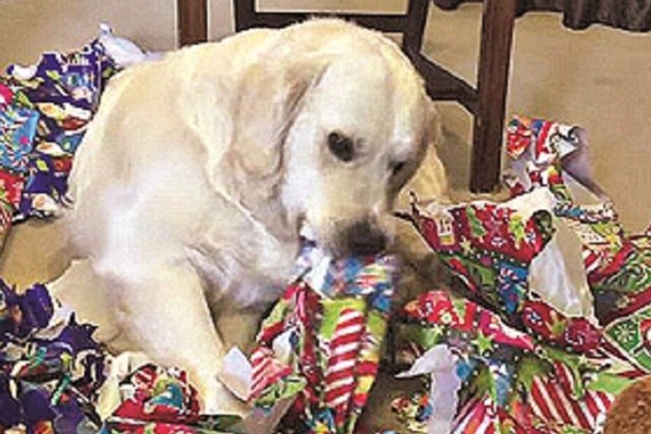 Golden Retriever, Austrália, embrulho
