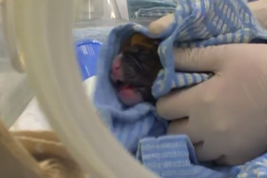 27-12-2015_15_36_22 puppy.jpg