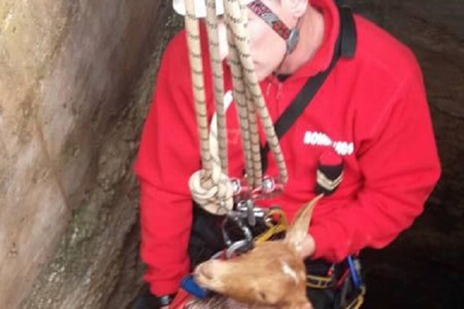 28-12-2015_03_43_19 11 alg cabrito.JPG