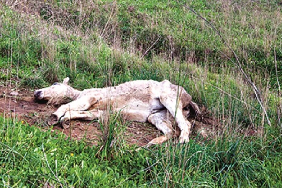Égua, GNR, Guarda Nacional Republicana, Montemor-o-Novo