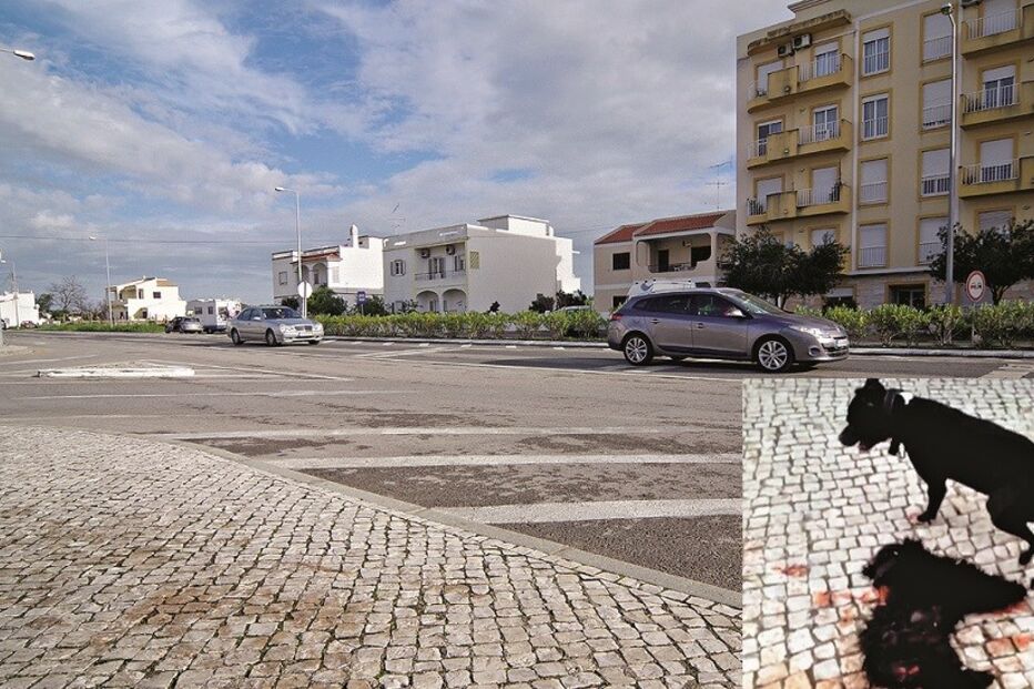 pit bull, cão, animal. caniche, ataque, agressor, autoridades, Olhão