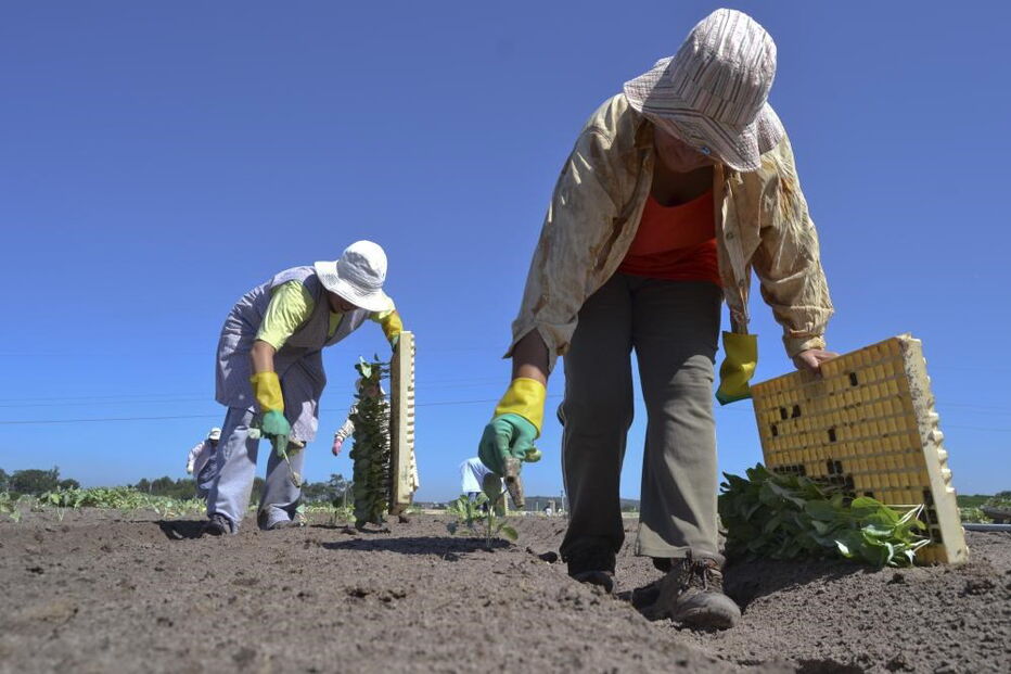 Confederação Nacional da Agricultura, CNA, economia, negócios e finanças, agricultura e pescas, agricultura