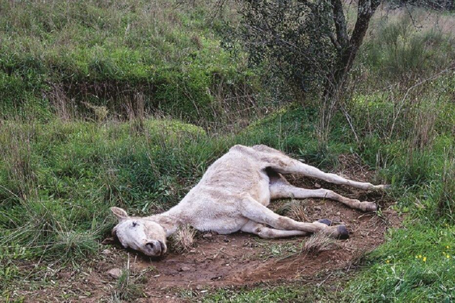 29-12-2015_17_10_50 Égua.jpg