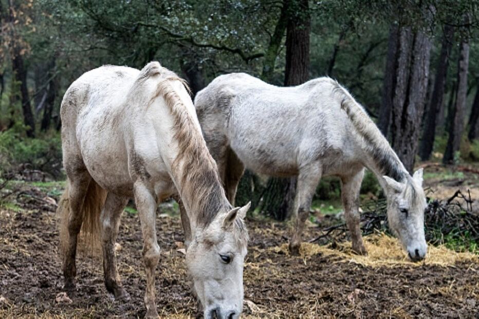 Animais, José Vieira, Póvoa de Lanhoso, Vieira do Minho, Ministério da Agricultura, agricultura
