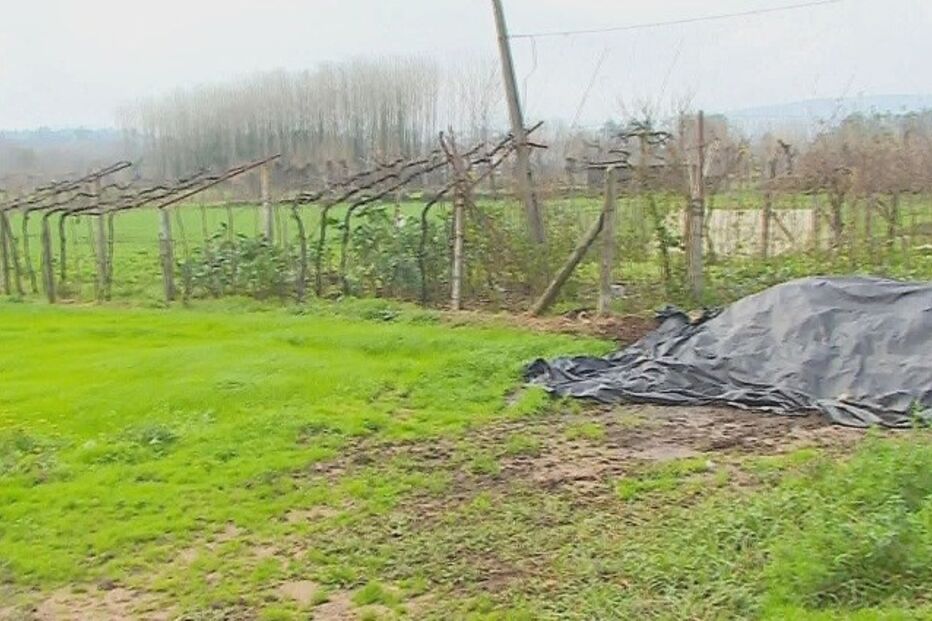 acidentes e desastres, criança, árvore