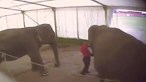 Câmara apanha treinador a agredir elefantes