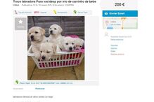 20-01-2016_15_09_06 caes bebe.jpg