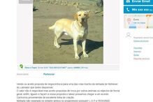 20-01-2016_15_09_09 labrador a1.jpg