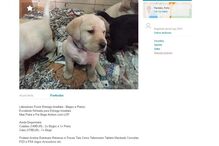 20-01-2016_15_09_10 labrador.jpg