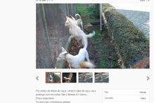 Sites de classificados, animais, maus-tratos, Custo Justo, petição, OLX, Ocasião, armas, GNR, cães, gatos, cavalos, cobras