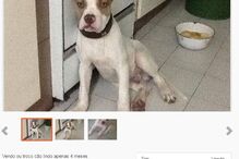 Sites de classificados, animais, maus-tratos, Custo Justo, petição, OLX, Ocasião, armas, GNR, cães, gatos, cavalos, cobras