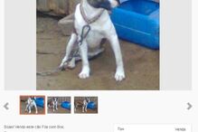 Sites de classificados, animais, maus-tratos, Custo Justo, petição, OLX, Ocasião, armas, GNR, cães, gatos, cavalos, cobras