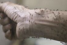 Fotorreportagem, mosquito, América, Canadá, Chile, Zika, vírus Zika, Brasil, bebés, microcefalia