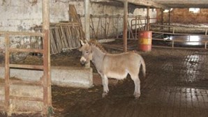 Jovem lavrador faz sexo com mula
