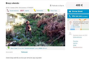 Sites de classificados, animais, maus-tratos, Custo Justo, petição, OLX, Ocasião, armas, GNR, cães, gatos, cavalos, cobras