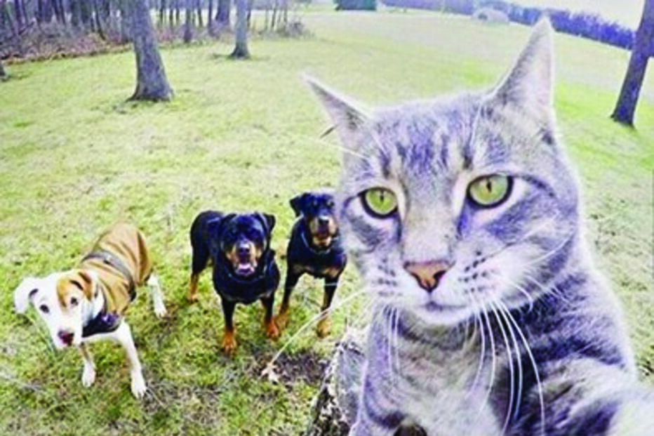 selfie, felino, gato, sucesso, foto