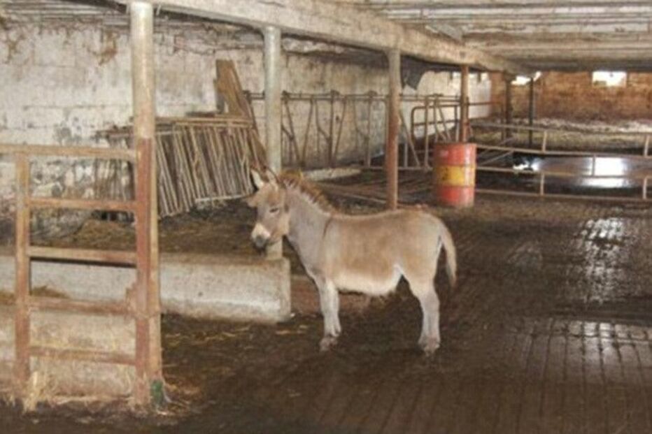 Lavrador, sexo, mula, Gideon Swartzentruber, Wisconsin, EUA, Estados Unidos