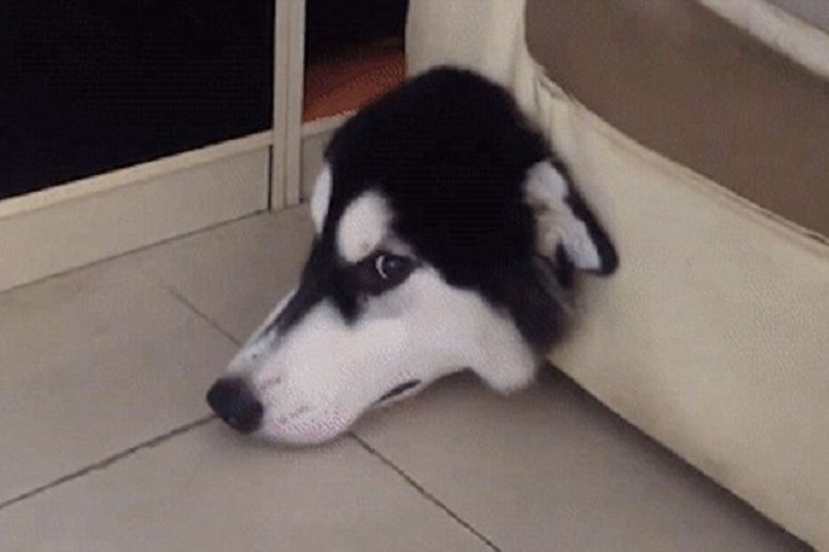 06-01-2016_22_50_57 ml cão.jpg