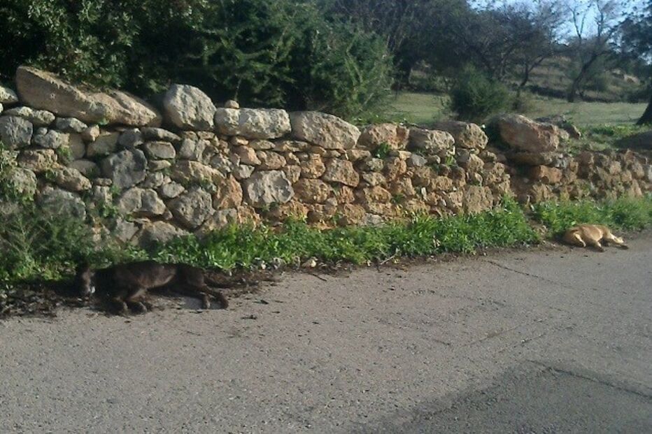 08-01-2016_06_05_19 12 alg cães.jpg