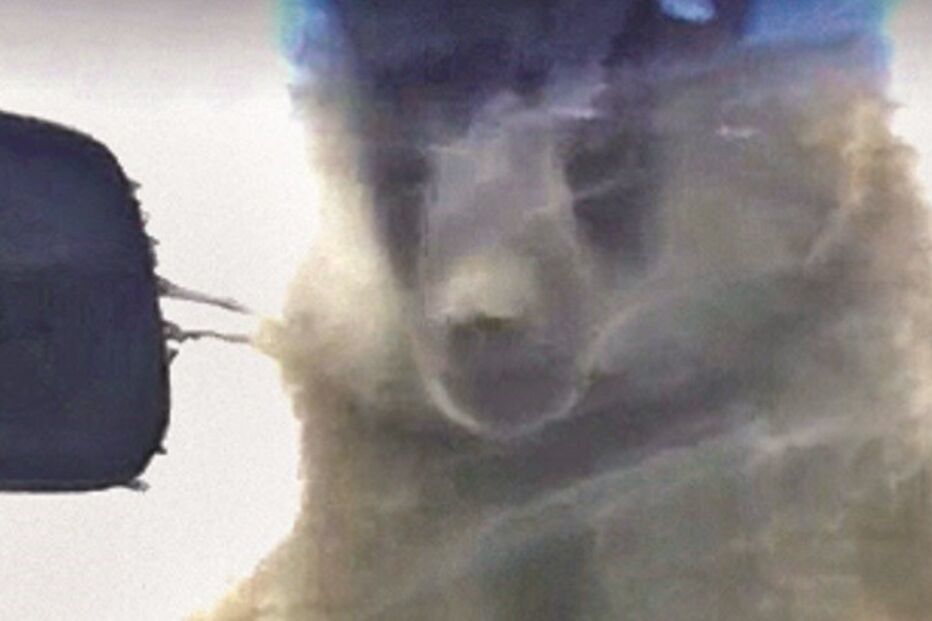 Parque Knowsley, Reino Unido, macaco, sexo